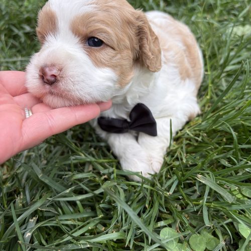 This male Cavapooo puppy has an adorable face with expressive eyes and a sweet demeanor. He is for sale near Stl, KC, and Rogers, AR.
