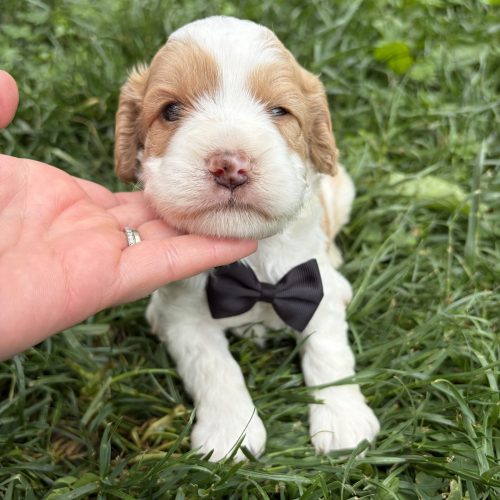 Adorable Cavapoo puppy close-up with a pink nose, fuffy white muzzle, and apricot markings outdoors in natural grass. This sweet male Cavapoo has a soft wavy coat, gentle eyes, and a cuddly teddy bear appearance that makes him perfect for family life and companionship.