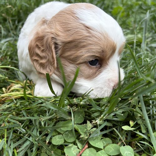 Premium Cavapoo puppy with rich apricot and white coloring, fluffy curls, and a teddy bear face photographed outdoors in Missouri. This adorable male Cavapoo has a sweet temperament, soft wavy coat, and family-friendly personality perfect for cuddling and companionship,