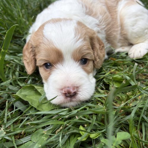 Cream and apricot Cavapoo puppy laying in lush green grass with a fluffy teddy bear face and soft wavy fur. This adorable Cavapoo features a low-shedding coat.