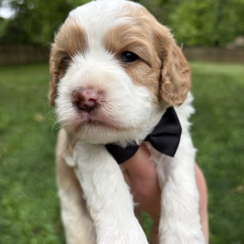 Fluffy Cavapoo puppy with apricot and white markings showing off a thick, soft, wavy coat. Adorable eye patches, teddy bear appearance highlight the premium quality and adorable personality of this family-raised Cavapoo puppy.