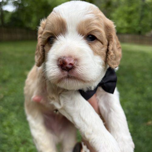 Cream-and-white Cavapoo puppy with a soft wavy coat and black bow tie sittin gin green grass outdoors. Teddy bear face, pink nose, and round dark eyes give this male Cavapoo an adorable, family-friendly look. Estimated to have low-shedding coat with a sweet and cuddly temperament, raised by Davis Family Doodles in Missouri.