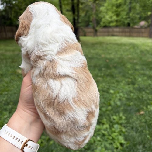 Malae Cavapoo puppy with beautiful apricot and white patterns. Perfect puppy for families, children, and anyone searching for a loving-low shedding companion.