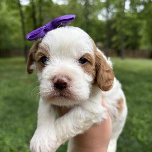 Female Cavapoo puppy from health tested parents with cuddly personality and beautiful apricot and white coloring.