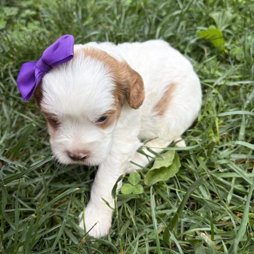 Cute Cavapoo girl puppy with red and white markings, fluffy white fur, and sweet expression sitting in the grass.