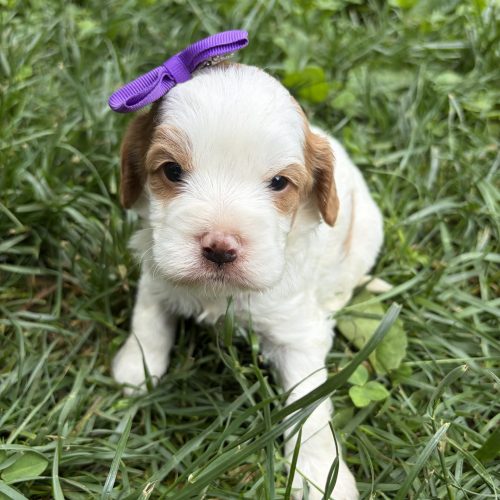 REd and white Cavapoo puppy with purple bow sitting in green grass and Davis Family Doodles in Missouri