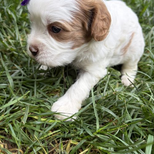 Adorable female Cavapoo puppy with soft curly coat and purple bow photographed outdoors in Springfield, Missouri.