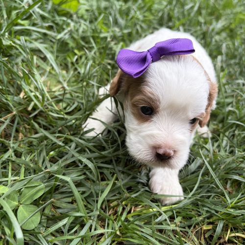 Mini Cavapoo puppy for sale with hypoallergenic low shedding coat and playful personality from Missouri breeder.