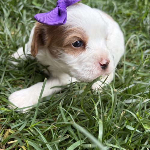 Family raised Cavapoo puppy with purple bow, teddy bear face, and gentle temperament perfect for kids.