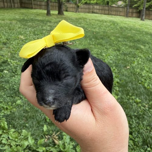 Black Cavapoo puppy with white chin marking and bright yellow bow