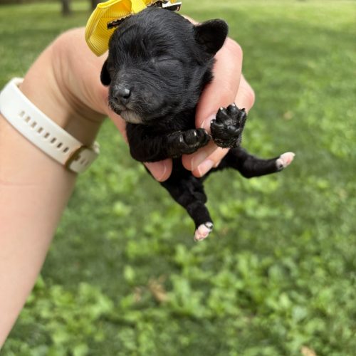 Black Cavapoo puppy with white toes, white chin and bright yellow bow.