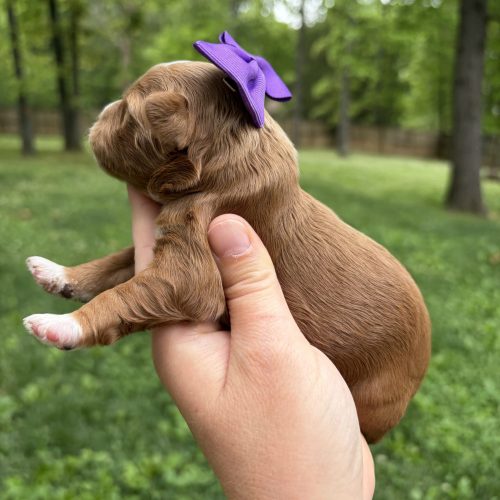 Side profile of a newborn red and white Cavapoo puppy wearing a purple bow, showing her white chest and markings while being gently held outside in a green wooded setting.