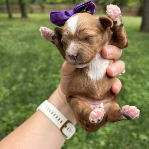 Adorable newborn Cavapoo puppy with red and white markings and a purple bow, stretching her tiny paws while being held in a peaceful backyard surrounded by trees.