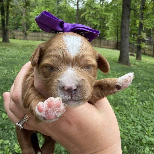 Newborn red and white Cavapoo puppy with a purple now, tiny pink paw pads, and a white blaze on her face, being held outdoors in a grassy backyard at Davis Family Doodles in Missouri.