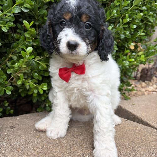 Black, white and tan Cavapoo male available June 1st from a reputable breeder near STL, KC, and Rogers, AR.