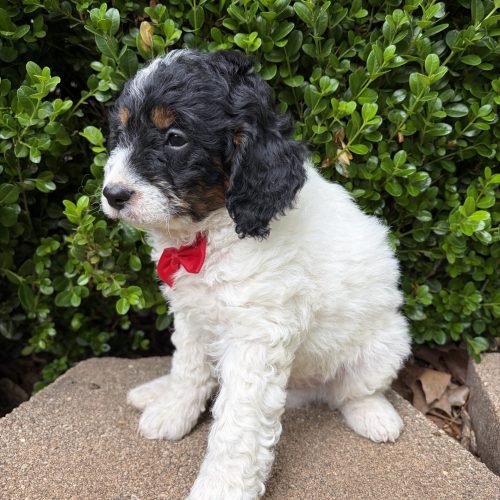 Tri -color Cavapoo puppy with curly black and white coat and red now sitting outdoors in Springfield, Missouri from Davis Family Doodles