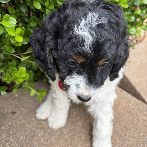 Adorable black and white and tan Cavpoo puppy with teddy bear face and wavy coat