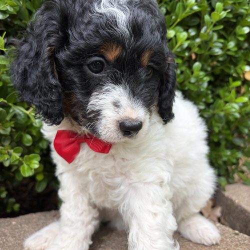 Cute Cavapoo puppy with black ears, white fluffy body and tan eyebrows sitting outside ready for loving home.