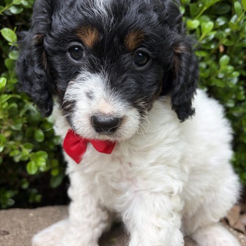 Mini Cavapoo puppy for sale with hypoallergenic curly coat, sweet expression, and red bow from Missouri Cavapoo breeder looking at camera beside green bushes.