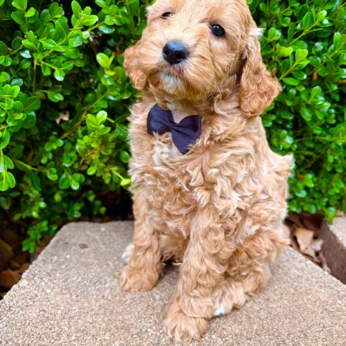 Close- up of apricot Cavapoo puppy showing soft waves and beautiful coat. Healthy well-bred puppy from trusted Missouri Cavapoo breeder.