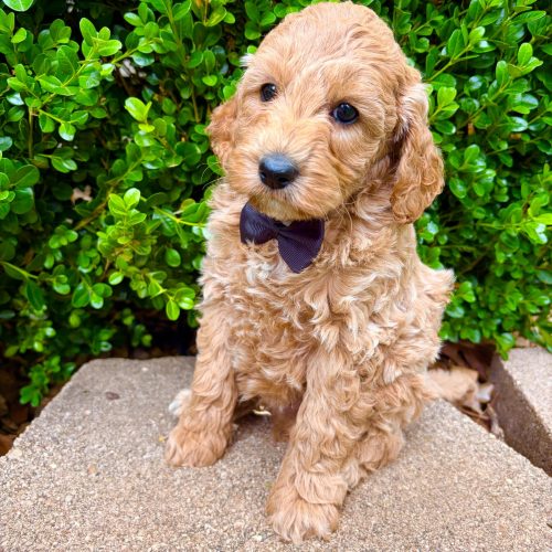Apricot Cavapoo with wavy coat and compact size, perfect family companion puppy.