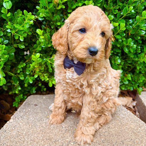 Close- up of apricot Cavapoo puppy showing soft waves and beautiful coat. Healthy well-bred puppy from trusted Missouri Cavapoo breeder.