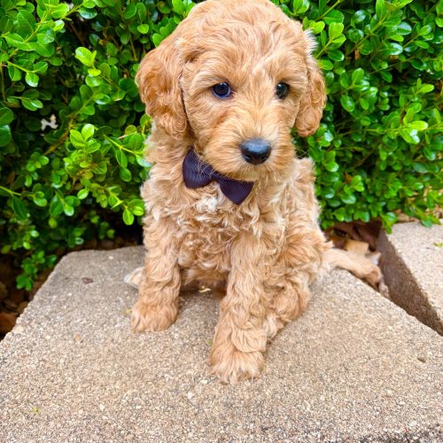Apricot Cavapoo puppy with wavy coat and teddy bear face, premium Cavapoo breeder Missouri
