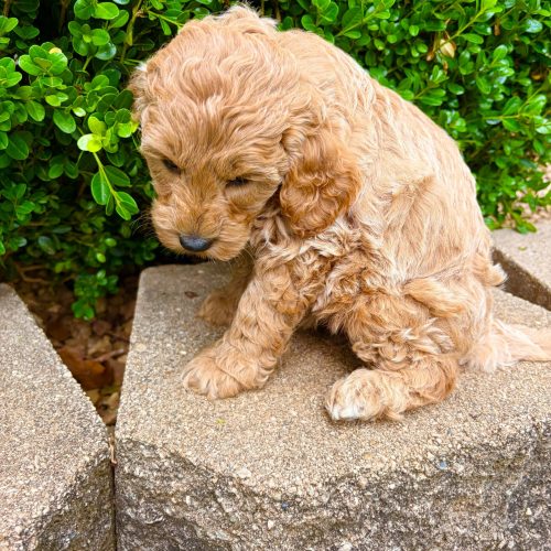 Apricot Cavapoo puppy with soft curly coat. Calm temperament, family-raised Cavapoo puppies available in Missouri.