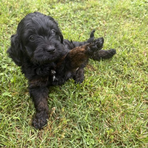Black Cavapoo puppy Ready June 1st near Springfield, Missouri.