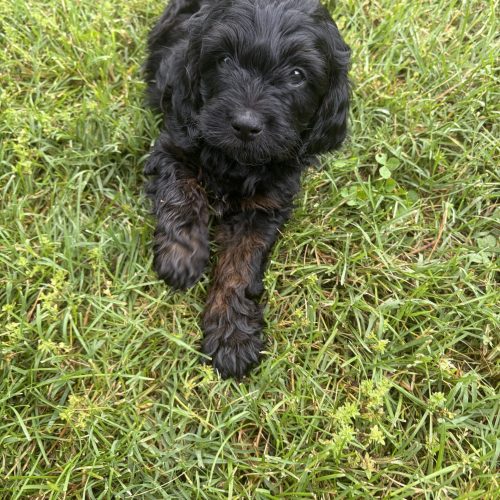 Black and tan Cavapoo male for sale near Sprinfield, Missouri with fluffy hypoallergenic coat.