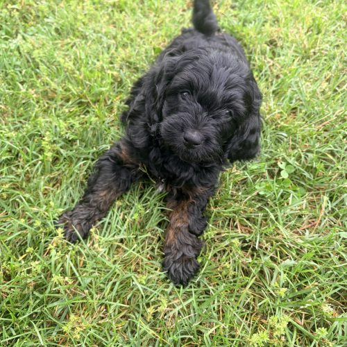 Beautiful Wavy Black F1b Cavapoo male available in Springfield , Missouri.