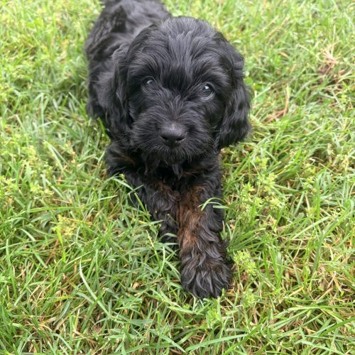 Black non shedding Cavapoo puppy for sale near STL, KC, and Rogers, AR.