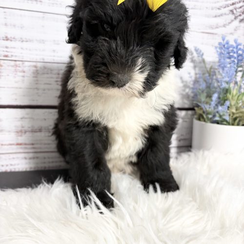Adorable female Sheepadoodle puppy with soulful eyes, a fluffy black-and-white coat, and a cheerful yellow bow. Sweet, affectionate, and family-raised with children. Sheepadoodle expected to mature between 40 and 55 pounds. Ready to bring love and companionship to families in St. Louis, Kansas City, Rogers, Bentonville and beyond.