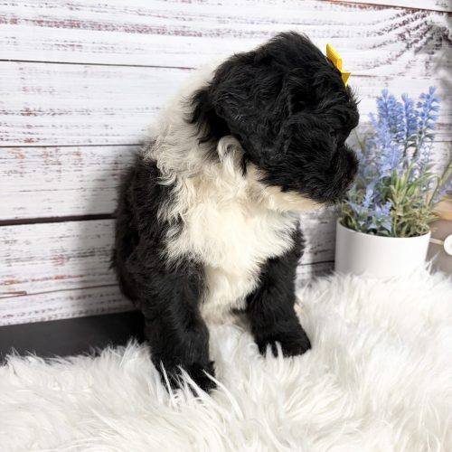Black and white Sheepadoodle puppy with a white necklace and chest.