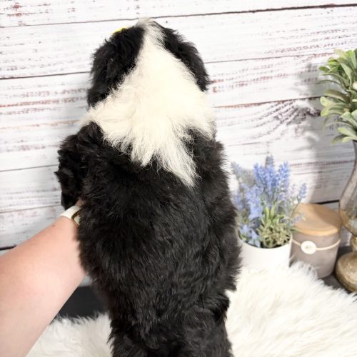 Back of black Sheepadoodle puppy with a thick white marking around her neck.
