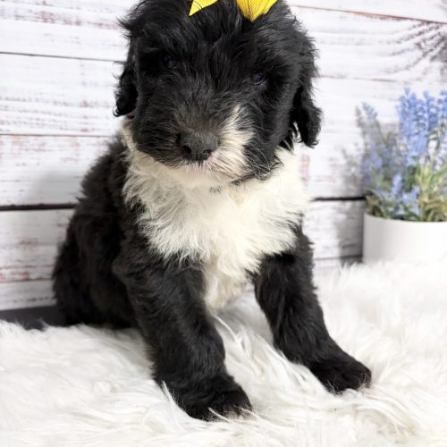Beautiful female mini Sheepadoodle puppy with a fluffy black-and-white coat and yellow bow sitting on a soft white blanket. Family-raised with children, well-socialized, and from genetically health-tested parents. Expected adult weight 60-75 pounds. Includes a 2-year health guarantee, age-appropriate vaccinations, and early training. Available through Davis Family Doodles for families in St. Louis, Kanas CIty, Springfield, Rogers, Bentonville, and surrounding MIssouri and Arkansas communities.