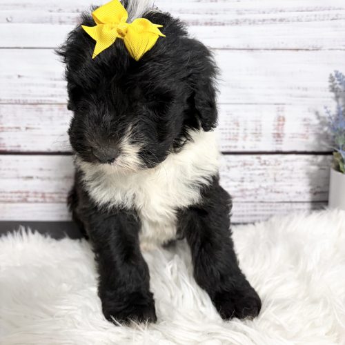 Black and white female Sheepadoodle puppy with a teddy bear face, soft wavy coat, and bright yellow bow. Sheepadoodle raised in a family environment with early socialization, started on potty training, and from health-tested parents. Perfect family companion avaialble near St. Louis MO, Kansas City MO, Rogers AR, Bentonville AR, and throughout the Midwest.