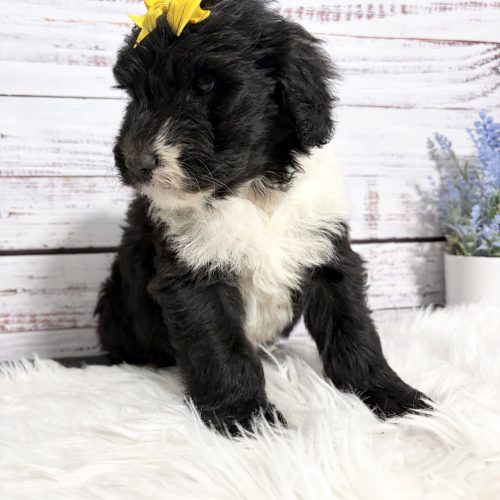 Black and white mini Sheepadoodle looking to the side showing her profile. Ready to go June 15th near Springfield, Missouri.