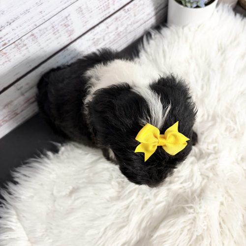 Top view of black and white Sheepadoodle puppy.