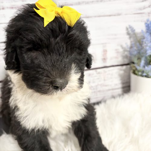 Adorable black and white tuxedo Sheepadoodle puppy.