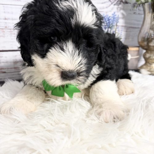 Black and white Standard Sheepadoodle with classic markings and a great temperament. For sale near Springfield, MO.