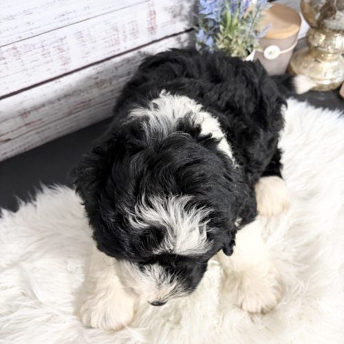 Top view of a black and white Sheepadoodle puppy available in June. Reputable Sheepadoodle breeder near KC, MO.