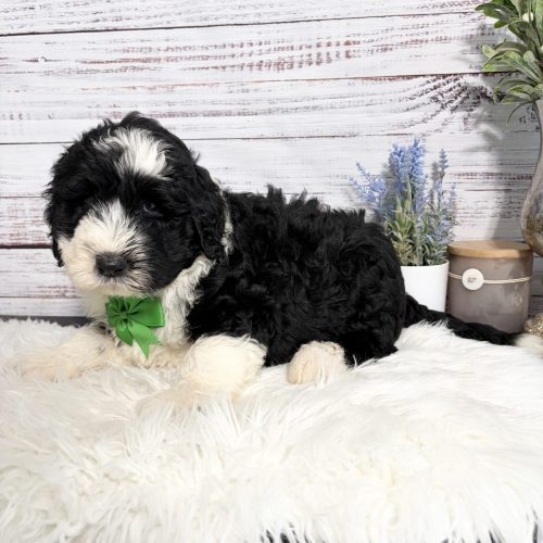 Adorable fluffy black and white Sheepadoodle puppy ready to go home July 15th near STL, Rogers, Kansas City and Springfield.