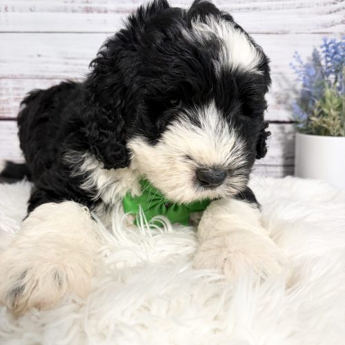 Black and white Sheepadoodle puppy with adorable markings around eyes. White paws and white snout.