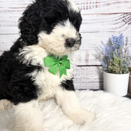 Large Sheepadoodle puppy with stunning black and white markings and a family friendly personality.