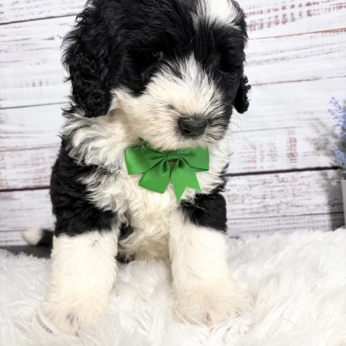 GIant Sheepadoodle with classic black and white markings and non shedding coat available from a reputable breeder near STL.