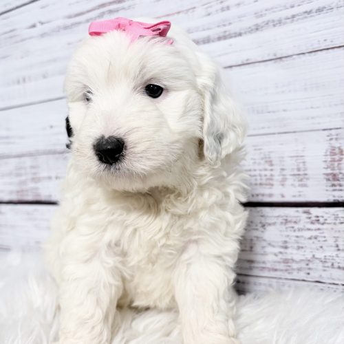 White Sheepadoodle puppy with pink bow for sale from a reputable and professional breeder. Home raised puppies started on potty training and kennel training.