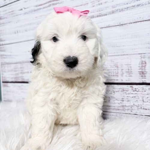 Adorable White Sheepadoodle with a fluffy hypoallergenic coat and black ear patch.