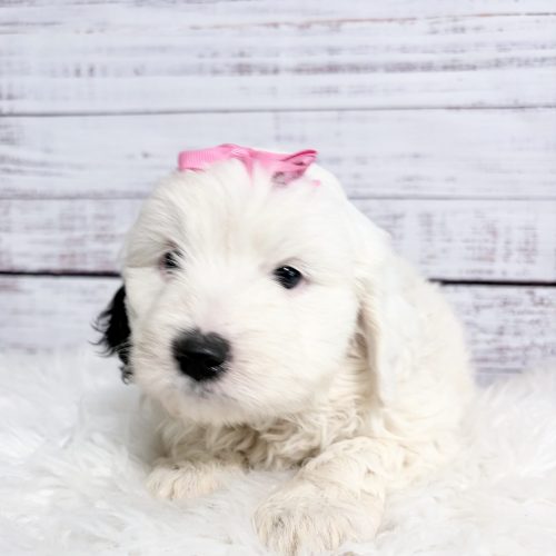 Available Sheepadoodle with a 2 year guarantee, microchipped, vet checked, vaccinated, and raised with kids.