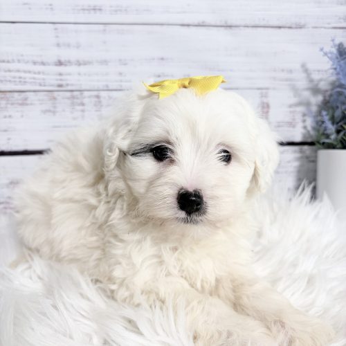All white mini Sheepadoodle puppy with a black eye liner on her right eye. She is wearing an adorable yellow bow.